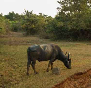 yala-national-park-bufalo