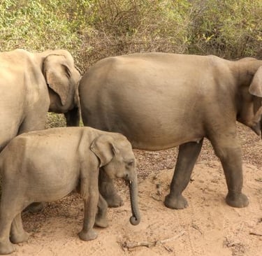 yala-national-park-elefanti-famiglia