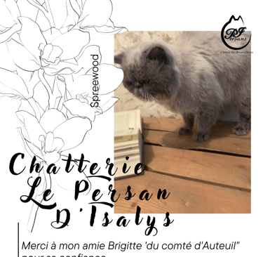 eedwood du comté d'Auteuil m'a été confié par mon amie Brigitte. C'est un exotic shorthair. Il a un 