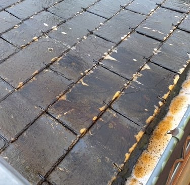 traitement anti mousse