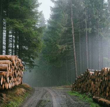 Fading Forests, Rising Emissions: How Deforestation Disrupts Global Carbon Sequestration