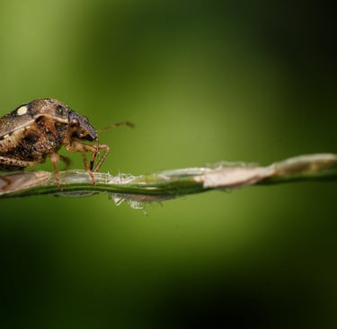 Macro Photography: Exploring the World Up Close – A Complete Guide for Beginners and Pros