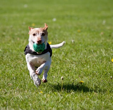Pet Photography: How to Capture Perfect Shots of Your Pets Every Time