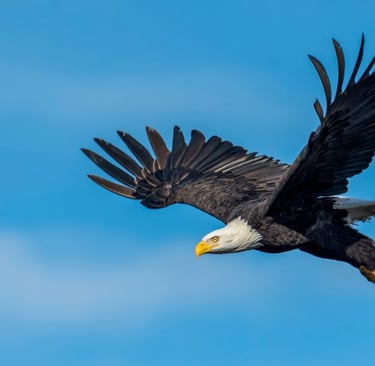 Why the Endangered Species Act Needs Strengthening: Protecting Our Planet's Most Vulnerable Creature