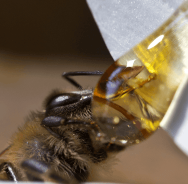 bee making honey