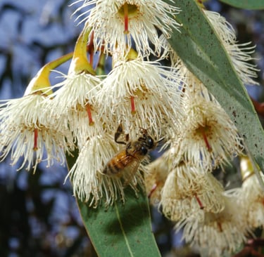 a bee on eucalyptus flowers