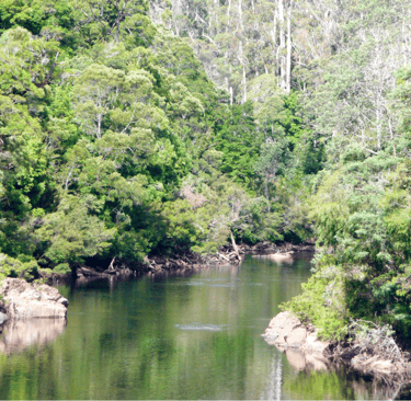 Tasmanian Leatherwood Forest