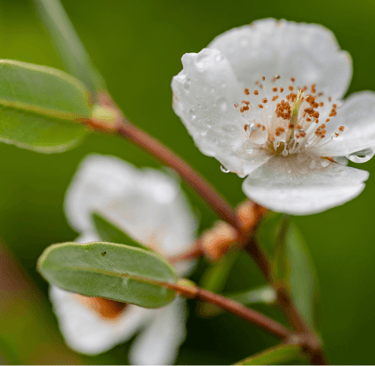 Tasmanian leatherwood flower