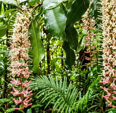 a closeup photo of australian macadamia flowers