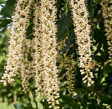 a bee on macadamia flowers