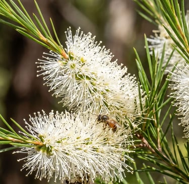 Melaleuca alternifolia flowers