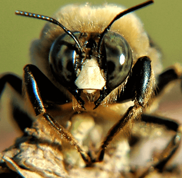 honeybee