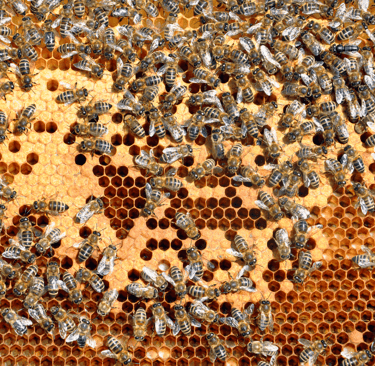 wax sealed honeycomb