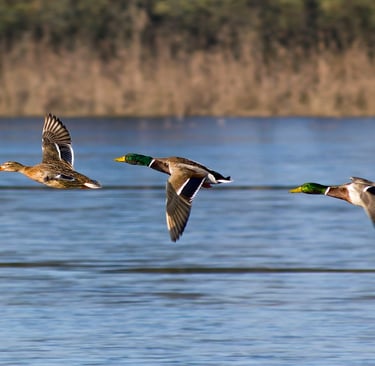 les oiseaux, la faune de l 'ain, les milles  étangs