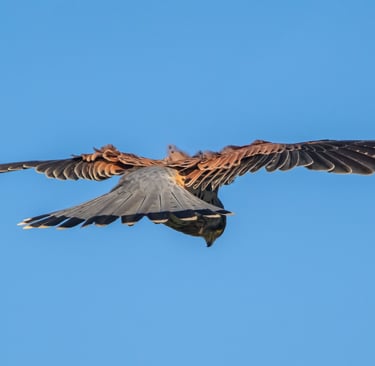 les oiseaux et la parc des oiseaux à villars -les dombes
