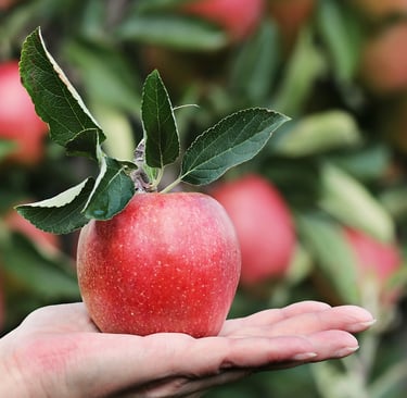Hand holding a ripe red apple with green leaves — 100% natural Iranian food, buy Iranian organic products online.