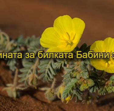 Сника на растението Бабини зъби