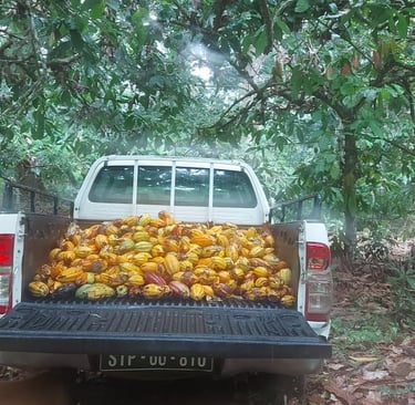 Uma carrinha cheia de frutos de cacau.