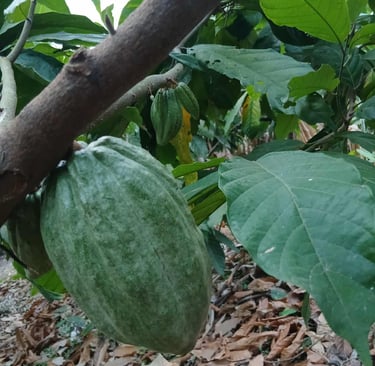 Uma árvore de cacau com um fruto verde.