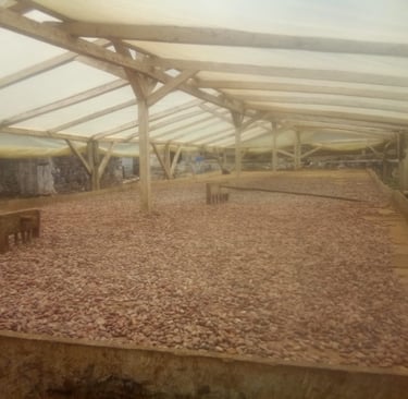 cocoa drying station