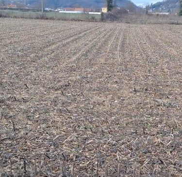 Wide view of a harvested corn field with dry crop stalks and soil rows under a clear sky.