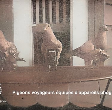 Pigeons voyageurs allemands en 1914
