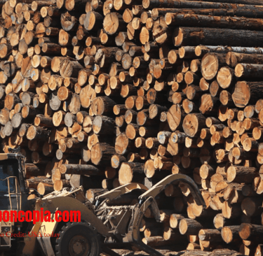Trump’s Timber Tango: Logging Our Way to Economic Growth or Environmental Doom?
