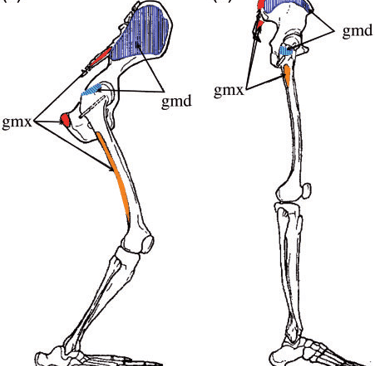 pelvis changed