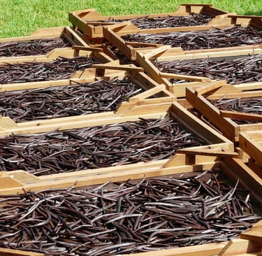 Uganda vanilla beans. Roki vanilla. Vanilla beans