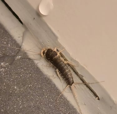Papierfischchen nahaufnahme