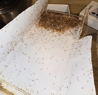 Pharaoameise-monomorium-Pharaonis-gerstner-berlin