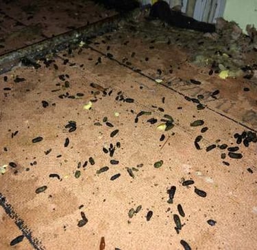 Mouse dropping cleanup in attic by Amherst Junk in Amherst MA