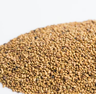 dry alfalfa seeds in a pile ready to be used for health benefits.