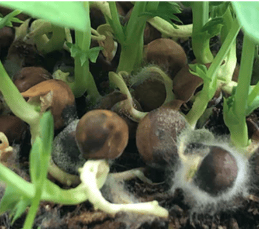 common sprout issues, moldy sprout seeds.