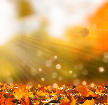 a field with leaves and a sun shining through the leaves