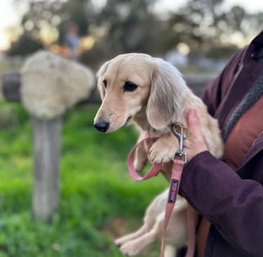 Light Cream Dachshund cute