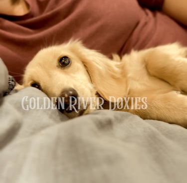 a dog laying on a bed with a woman in a red shirt