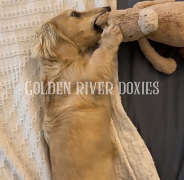 English cream dachshund playing