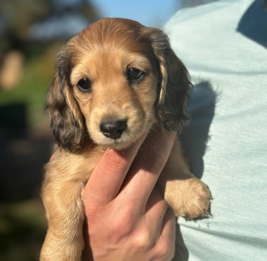 Shaded cream dachshund puppy