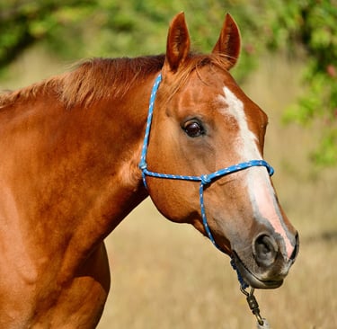 Horse against a blurred background