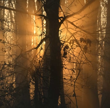 Golden hour in the woods