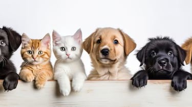 Dogs and Cats Together