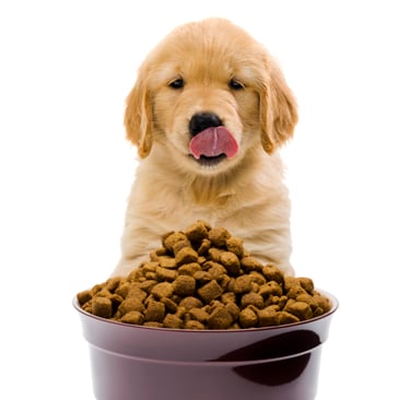 Dog Food