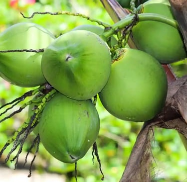 coconut indonesia