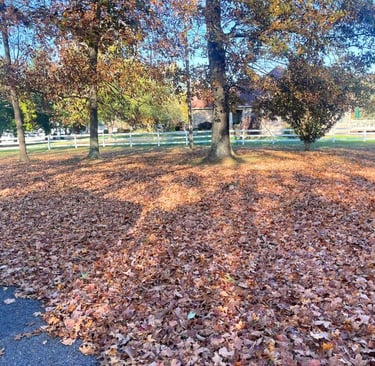Residential leaf removal and fall cleanup service clearing leaves from a yard and driveway