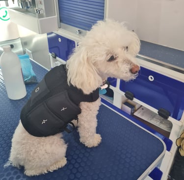 a dog wearing a vest and a vest with a vest
