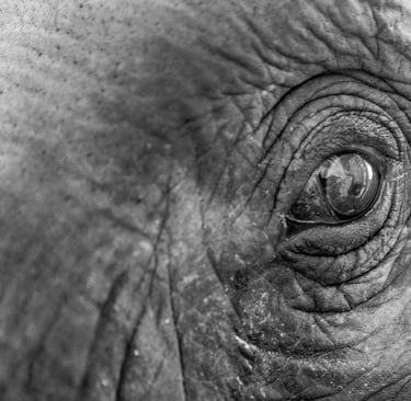 Close-up black and white photo of an elephant eye showing wrinkled skin texture and detail.