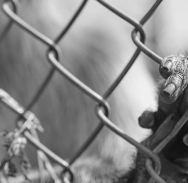 A black and white close-up of a monkey's hand gripping a chain link fence in captivity.