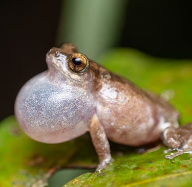 A small narrow-mouthed Bombay bush frog inflating its vocal sac while perched on a green leaf.
