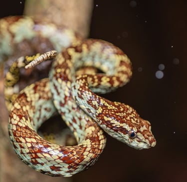 A brown and tan patterned Malabar Pit Viper snake coiled around a tree branch in the rainforest.